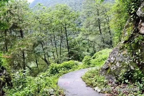 打过玉米苗后除草剂的喷雾器能打棉花吗?-有问必答平台